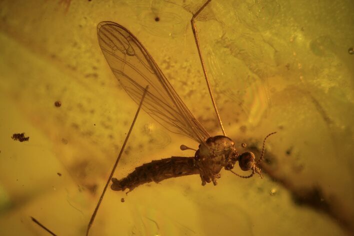Fossil Cranefly (Limoniidae) In Baltic Amber #87116
